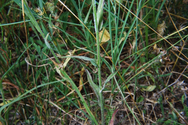 Campanula rapunculus